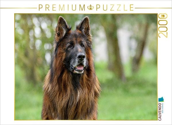 CALVENDO Puzzle 10 jähriger Langstockhaar Schäferhund | 2000 Teile Lege-Größe 90x67cm Foto-Puzzle für glückliche Stunden