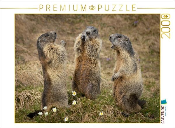 CALVENDO Puzzle Murmeltierversammlung | 2000 Teile Lege-Größe 90x67cm Foto-Puzzle für glückliche Stunden