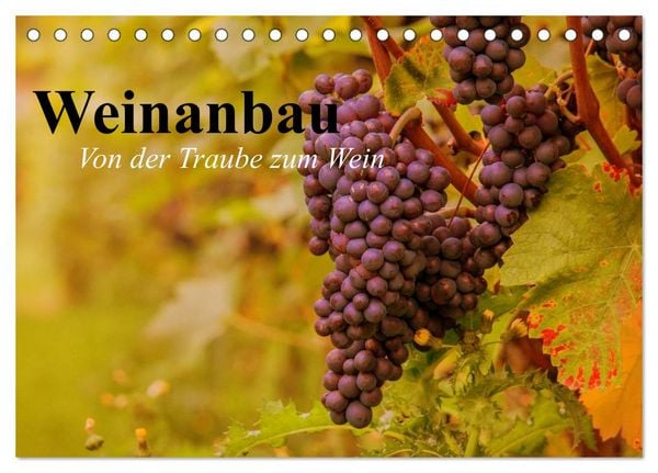 Weinanbau. Von der Traube zum Wein (Tischkalender 2026 DIN A5 quer), CALVENDO Monatskalender