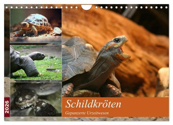 Schildkröten - Gepanzerte Urzeitwesen (Wandkalender 2026 DIN A4 quer), CALVENDO Monatskalender
