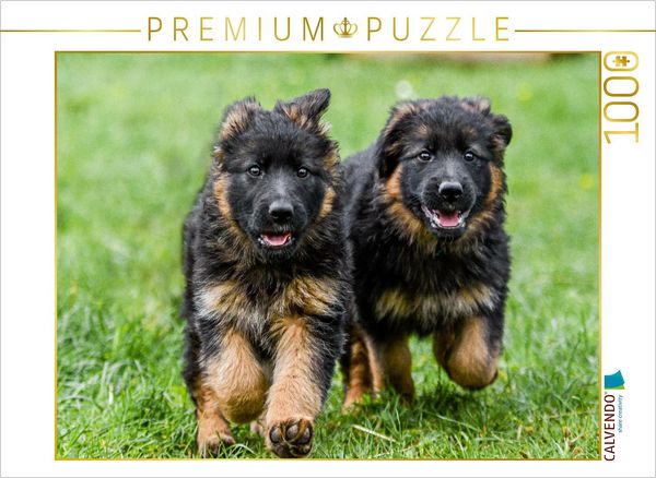 CALVENDO Puzzle Welpen 8 Wochen | 1000 Teile Lege-Größe 64x48cm Foto-Puzzle für glückliche Stunden