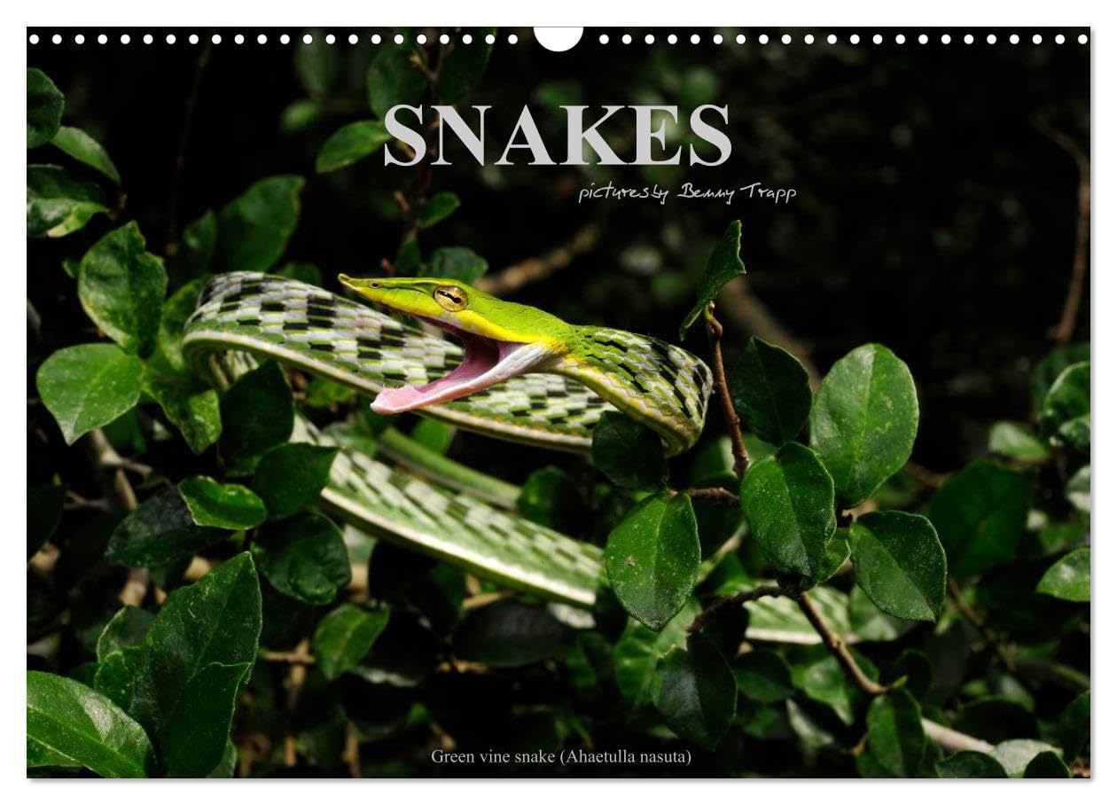 SNAKES / UK-Version (Wall Calendar 2026 DIN A3 landscape), CALVENDO 12 Month Wall Calendar: Snakes, fascinating reptiles, snake calendar, reptile, Benny Trapp