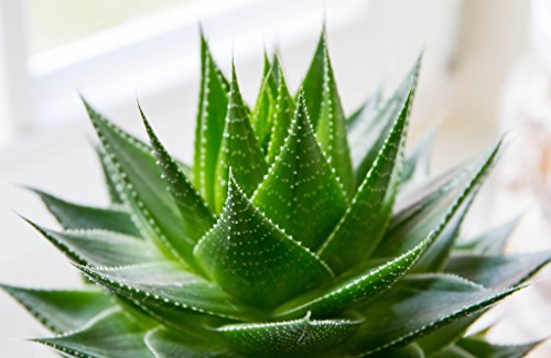 Aloe vera samen