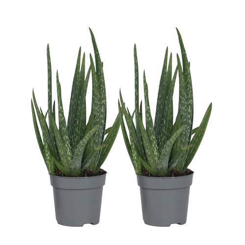 Plant in a Box - Aloe barbadensis - Aloe Vera - 2er Set - Zimmerpflanze - Sukkulente - Topf 10cm - Höhe 25-40cm