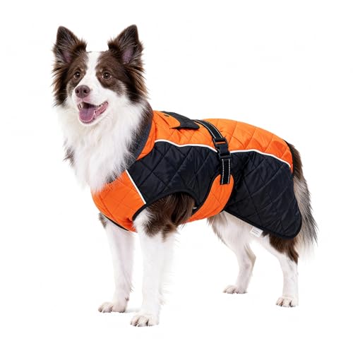 BECROWM Hundemantel mit reflektierendem Design, Winddicht und wasserdicht, verdickter Kragen für Windschutz, verstellbare Schnalle, warme Winterjacke (Orange/Schwarz, XS (43,2-50,8 cm))
