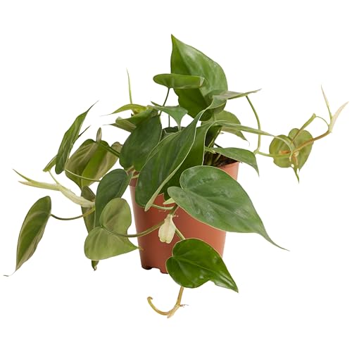 Bloomique - Philodendron Scandens - Hängepflanze - Auch als Kletterpflanze geeignet - Zimmerpflanzen - Luftreinigend - Pflegeleicht - 15-20 cm hoch - Topf 12 cm