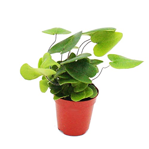 Exotenherz Mini-Pflanze Hemionitis arifolia Herzfarn Ideal für kleine Schalen und Gläser Baby-Plant im 5,5cm Topf