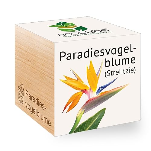 Ecocube Paradiesvogelblume, Nachhaltige Geschenkidee (100% Eco Friendly), Grow Your Own/Anzuchtset, Pflanzen Im Holzwürfel, Made in Austria