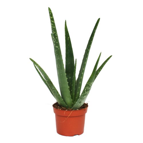 Exotenherz Aloe vera - ca. 3 Jahre alt - 12cm Topf