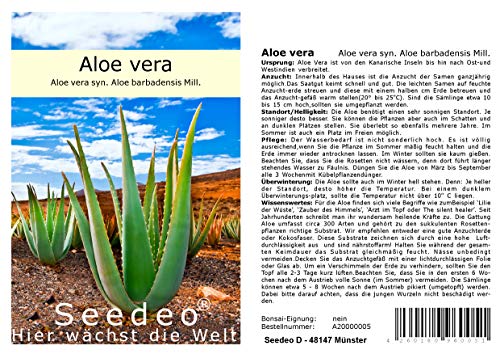 Seedeo® Aloe Vera (Aloe Vera syn. Aloe barbadensis) 15 Samen