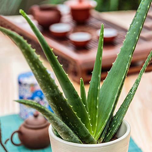 Aloe Vera Barbadensis für den Innenbereich | Ideal für Zuhause oder das Büro | 25-35cm Inkl. Topf