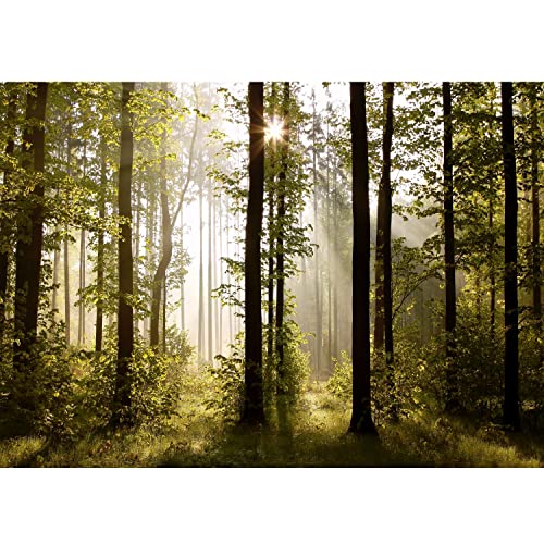 Runa Art Fototapeten 396 x 280 cm Wald Landschaft Sonnenstrahlen - Vlies Wanddekoration Wohnzimmer Schlafzimmer - Deutsche Manufaktur - Grün Braun 9010012a