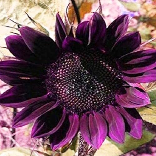 50Pcs/Beutel Sonnenblumensamen £¬Geeignet f¨¹r T?pfe und Outdoor - Ideal f¨¹r Balkon, Terrasse, kleiner Garten