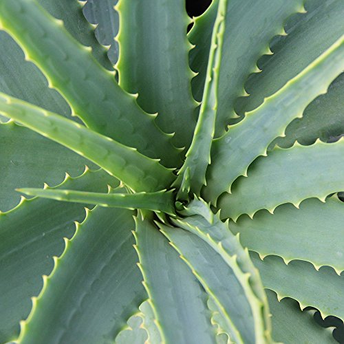 Dominik Blumen und Pflanzen, Echte Aloe Vera, 12cm Topf, ca. 20 - 30 cm hoch, 2 Pflanzen