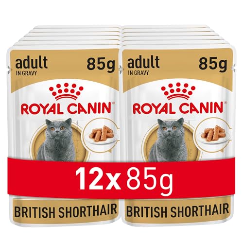 Royal Canin Adult British Shorthair Nassfutter, 12 x 85 g