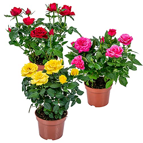 Bloomique - 3er-Mix - Topfrosen - Rot, Gelb, Rosa - Für drinnen und draußen geeignet - Zimmerpflanzen - Gartenpflanzen - Terrassenpflanzen - Winterhart - 20-30 cm Hoch - Topf 12 cm