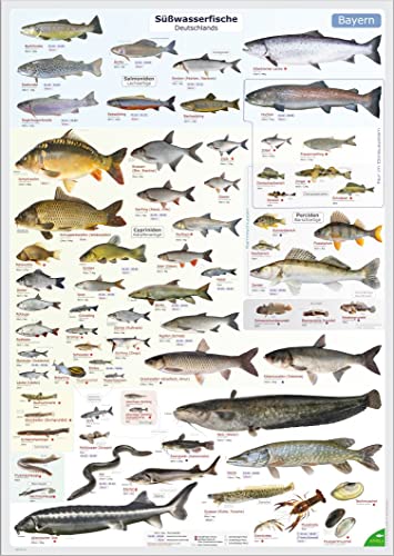 ENTILA Poster: Die Süßwasserfische Deutschlands/Viele wichtige Bestimmungsmerkmale/Perfekt zum Lernen für die Fischerprüfung und für jeden Angler (Schonzeiten Bayern)