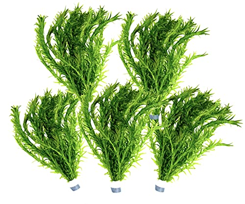5 Bund Wasserpest, Teich Pflanze, Wasserpflanze, Elodea Densa, Aquarium Pflanze, mini Teich Daxton-Plant