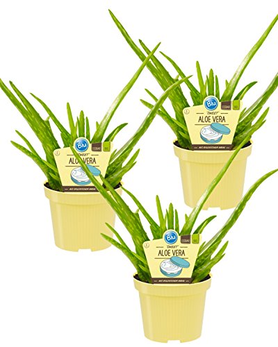 Bio Aloe Vera Sweet, (Aloe vera barbadensis Miller), Kräuter Pflanzen aus nachhaltigem Anbau (3 Pflanzen, je im 12cm Topf)
