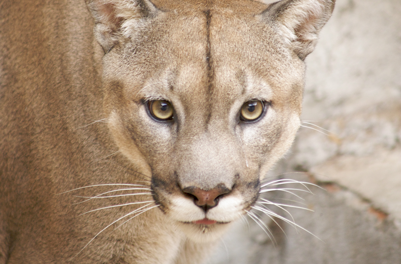 Tiere pflegen in Königsberg für 2