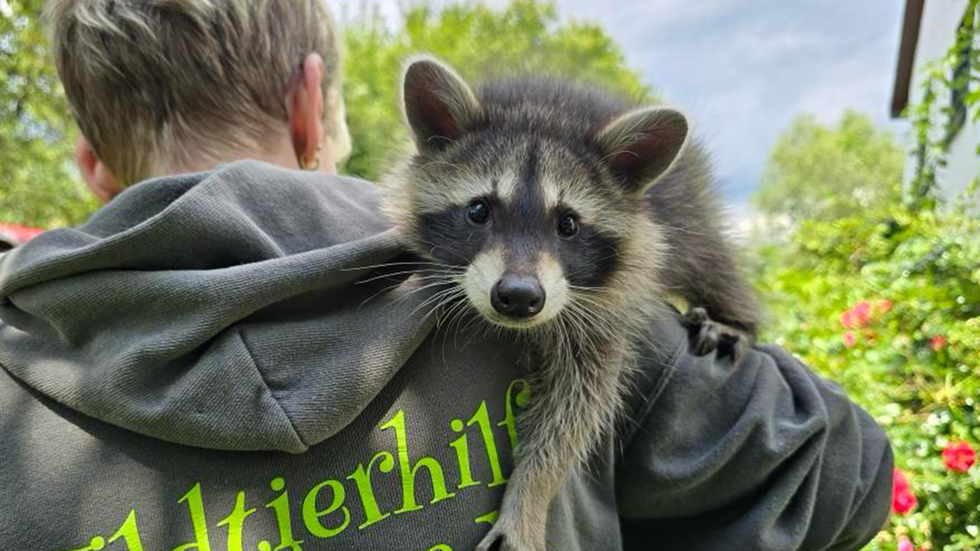 Tiere pflegen Mücke