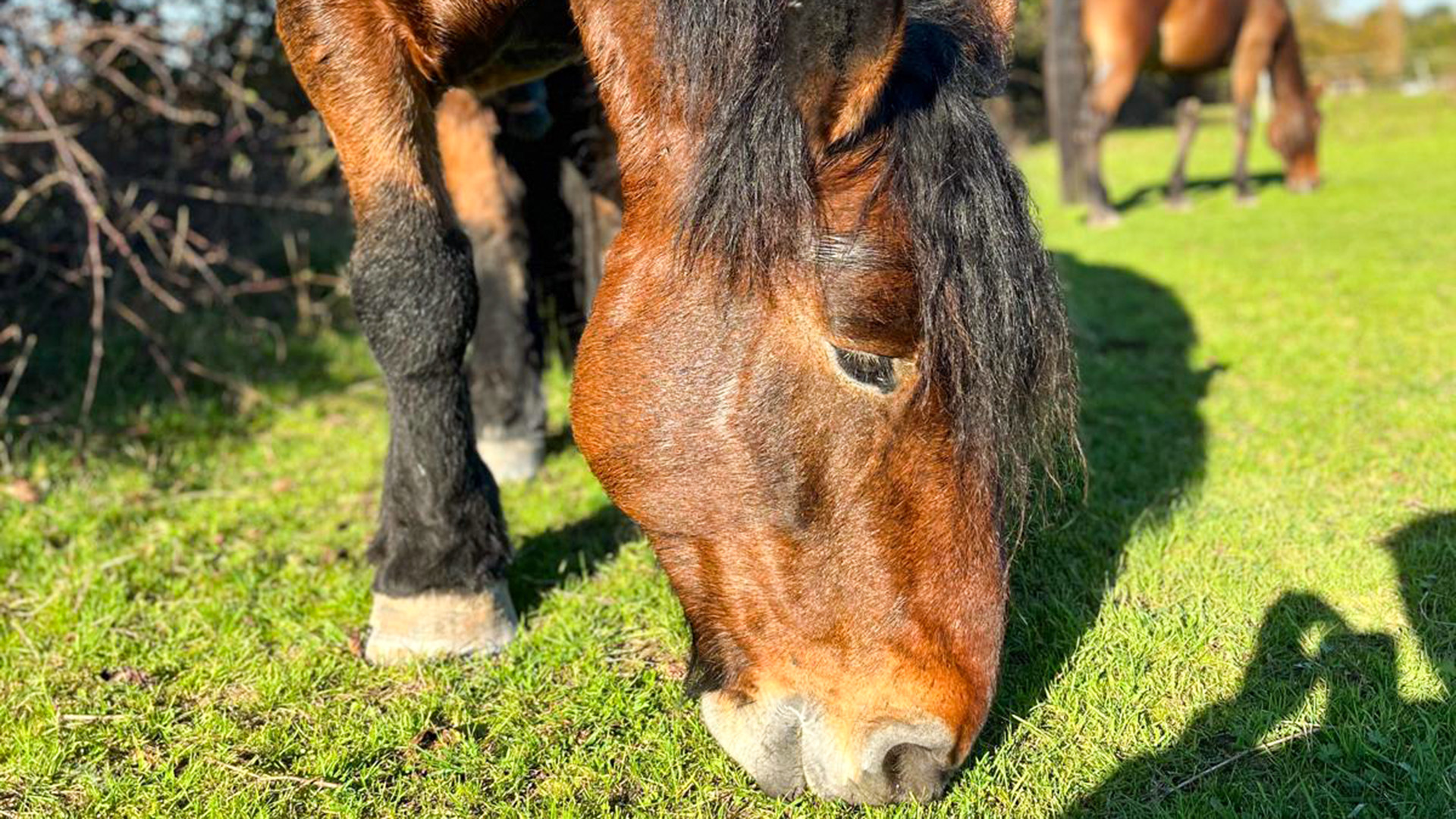 Spaziergang mit Pferd Insheim