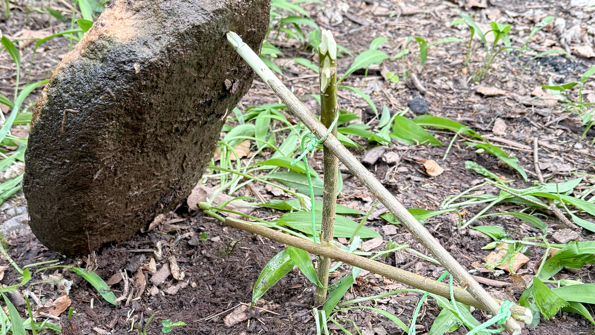Survival Training Raum Stuttgart (Jagd- und Fallenbau)