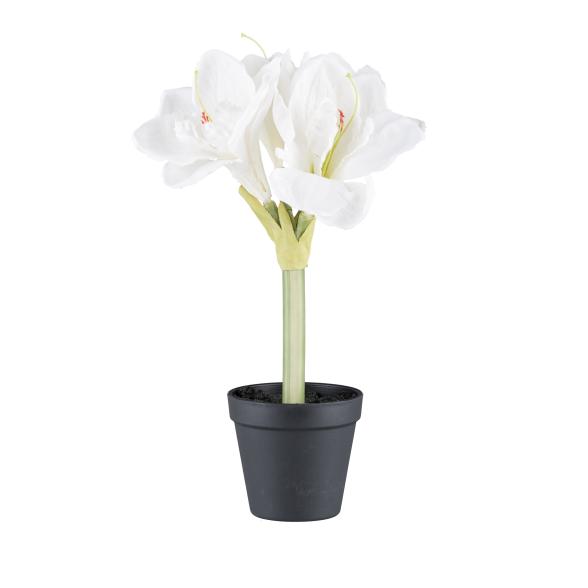 Amaryllis weiß im Topf 32cm