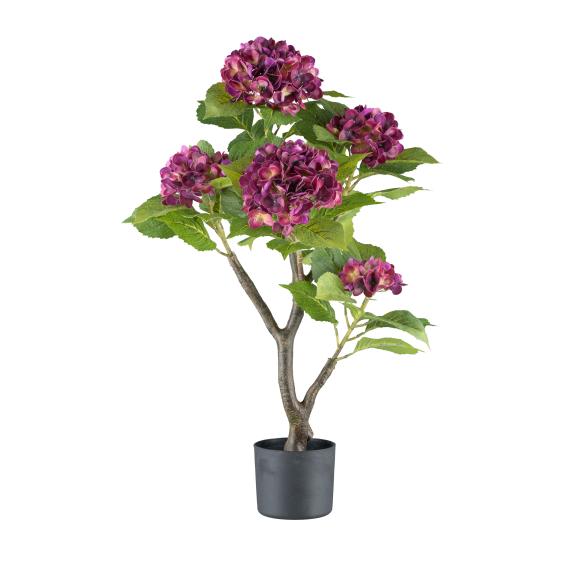 Hortensienbusch im Topf