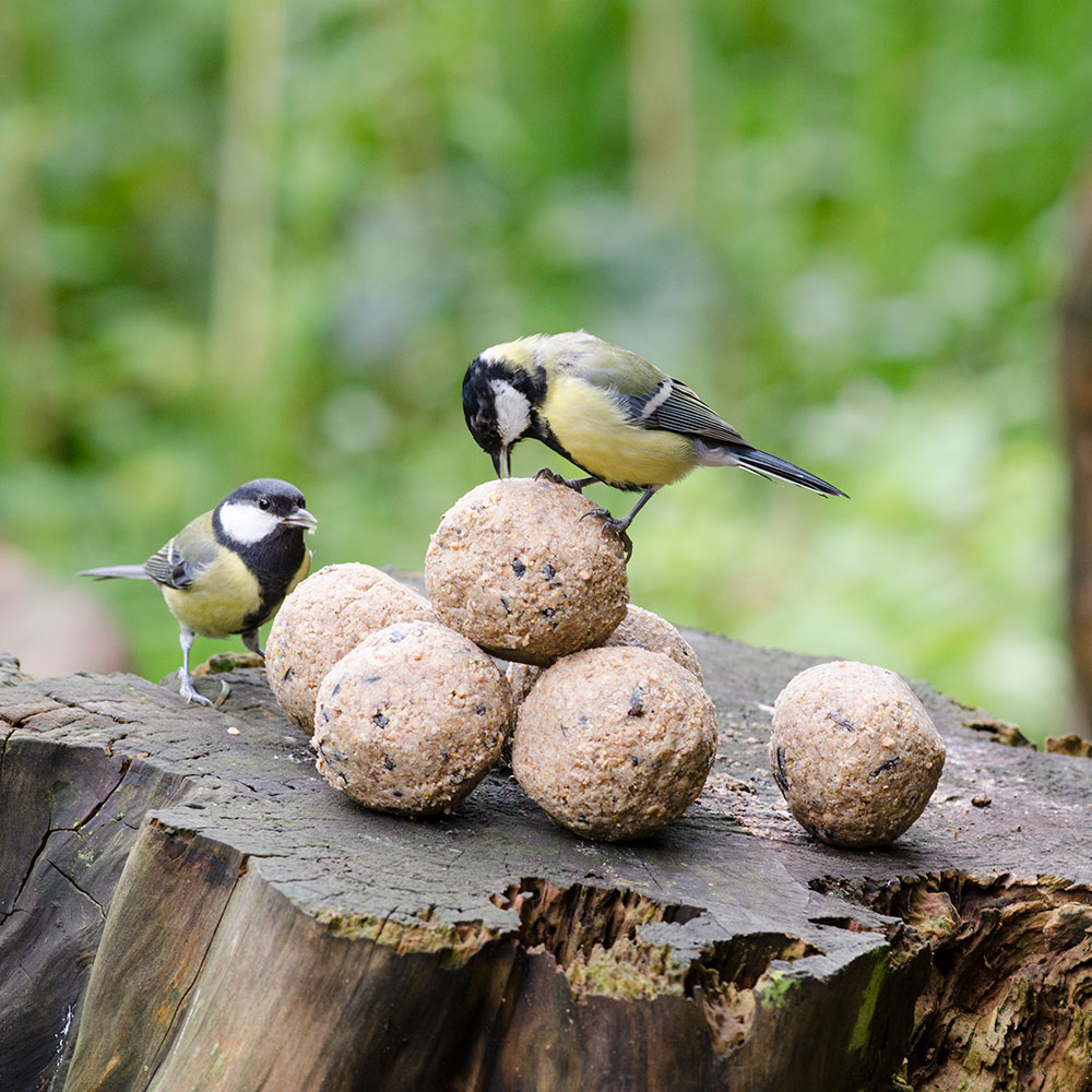 Meisenknödel mit Insekten 6 Stück | CJ Wildlife | Vogelfutter