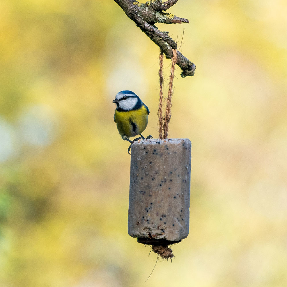 Energierolle am Strick | CJ Wildlife | Vogelfutter