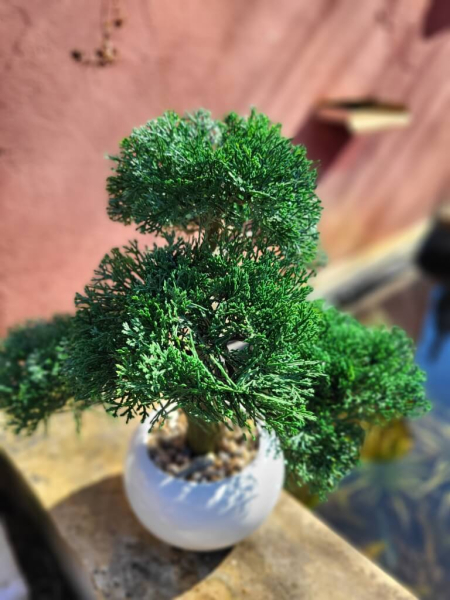 Bonsai Konifere im Topf (künstlich)