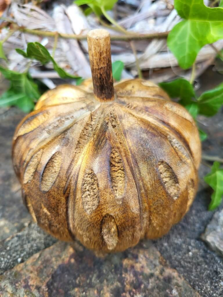 Holzkürbis, klein
