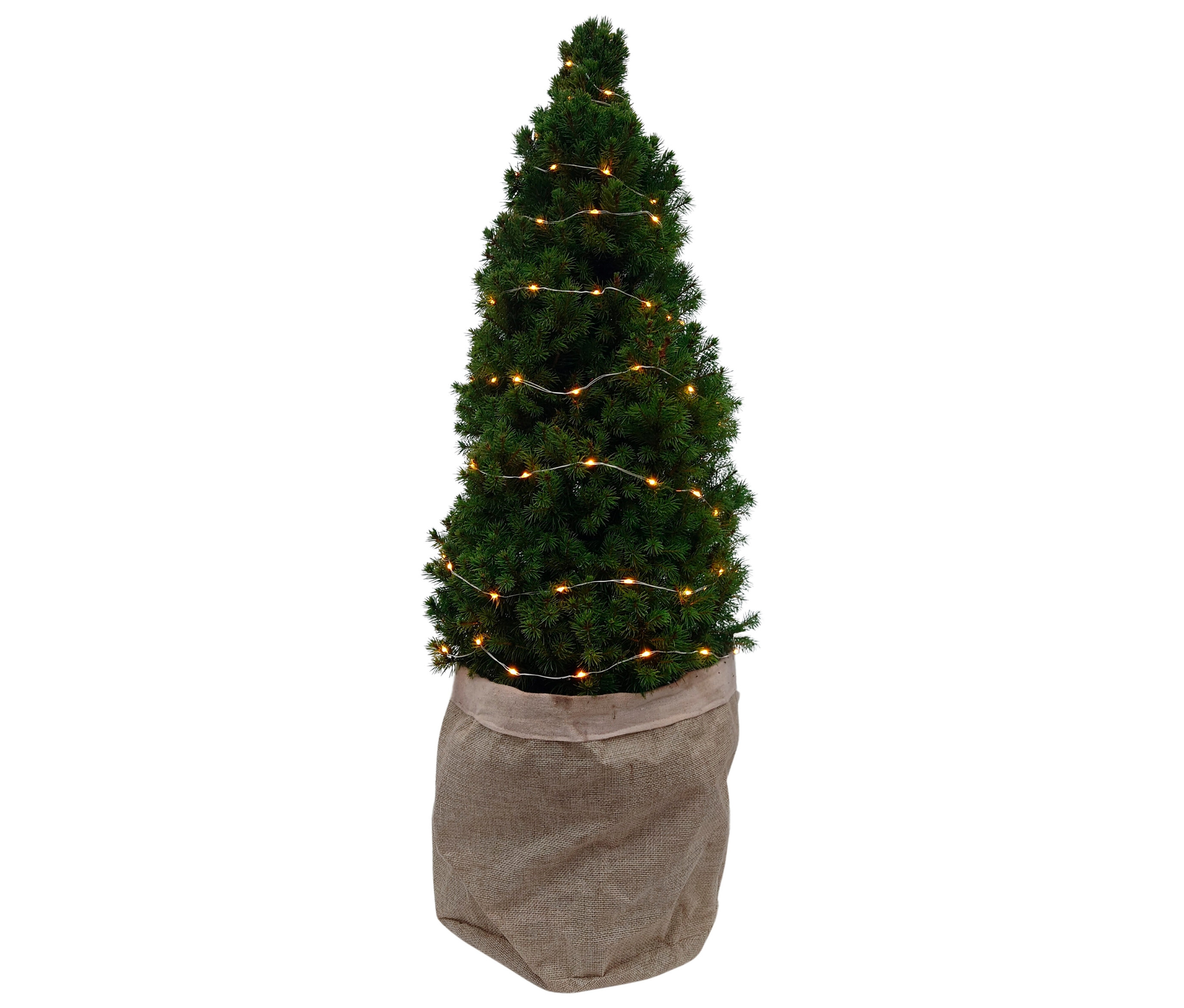 Tchibo - Zuckerhutfichte m Lichterkette - grün