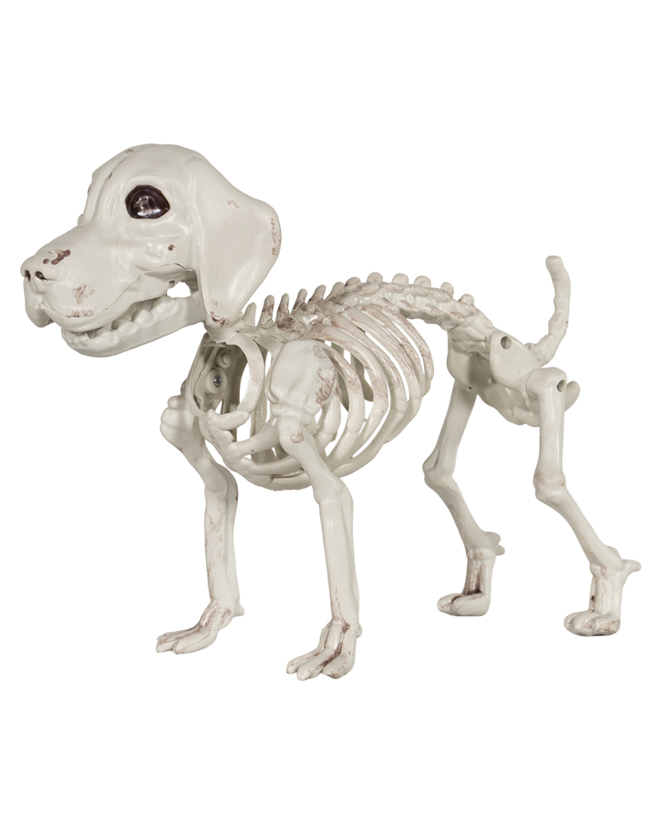 Labrador Hundeskelett als Halloween Deko 28cm