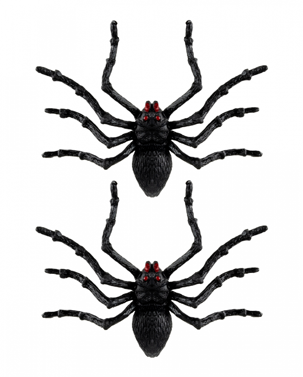 Schwarze Riesen Tarantel 2 St. 14cm