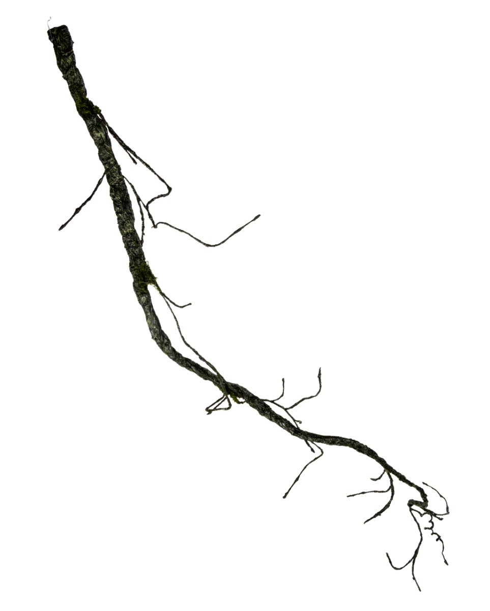 Vertrocknete Friedhofs Ranke als Deko 192 cm