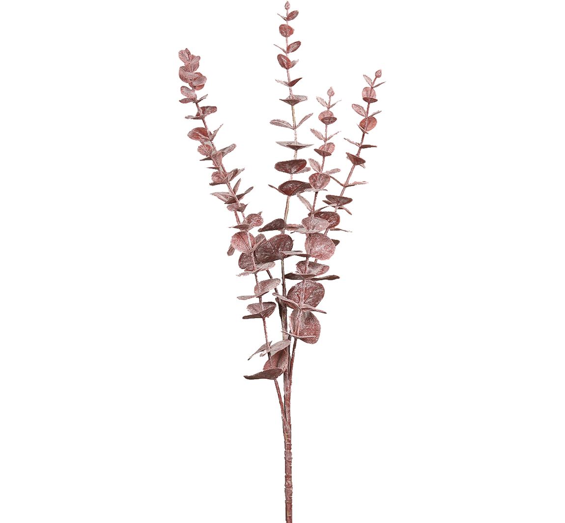 Eukalyptus Zweig 'Burgundy'