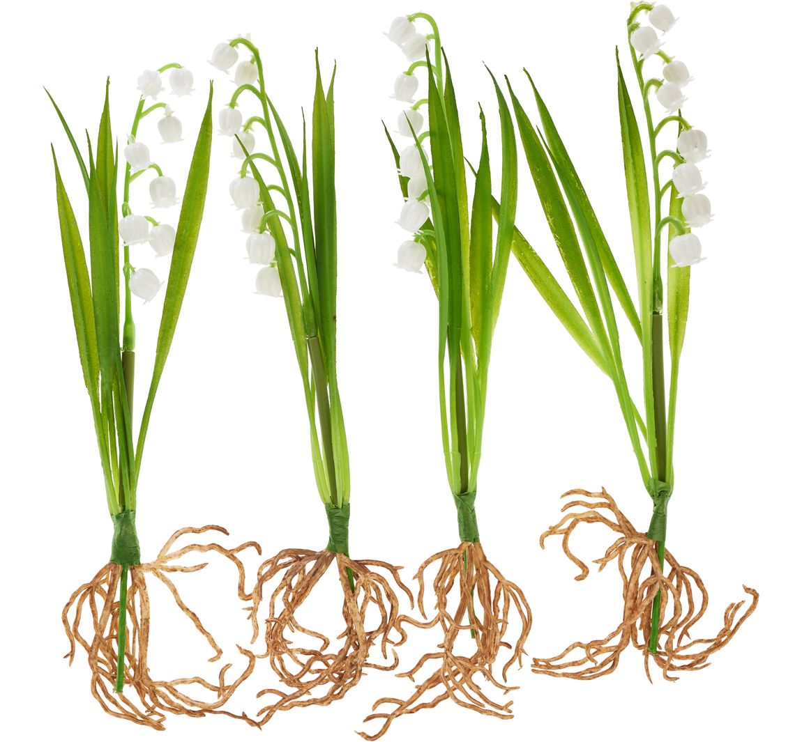 Maiglöckchen mit Wurzeln