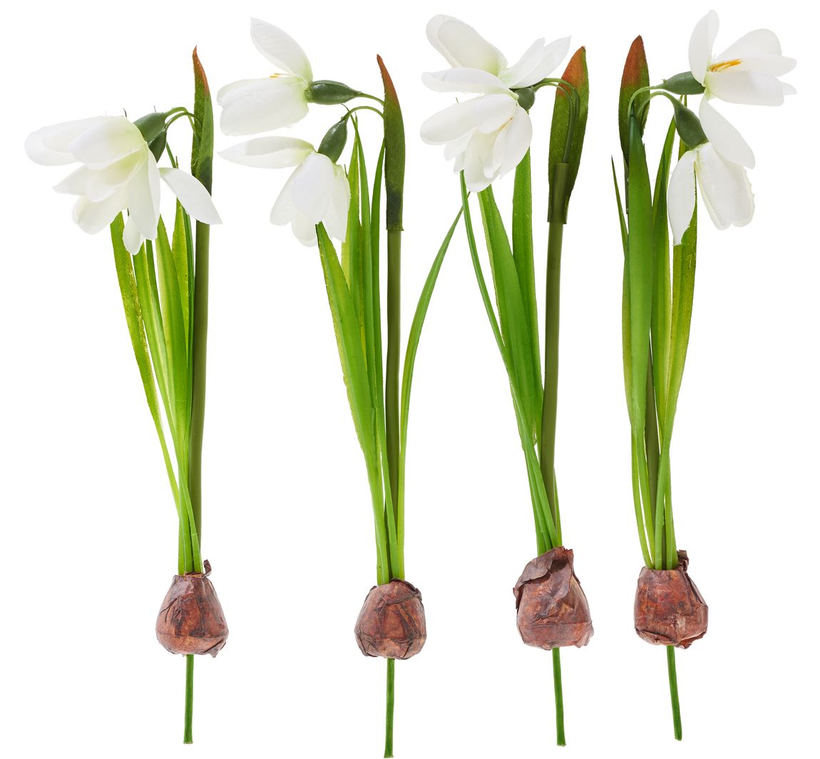 Schneeglöckchen mit Zwiebel