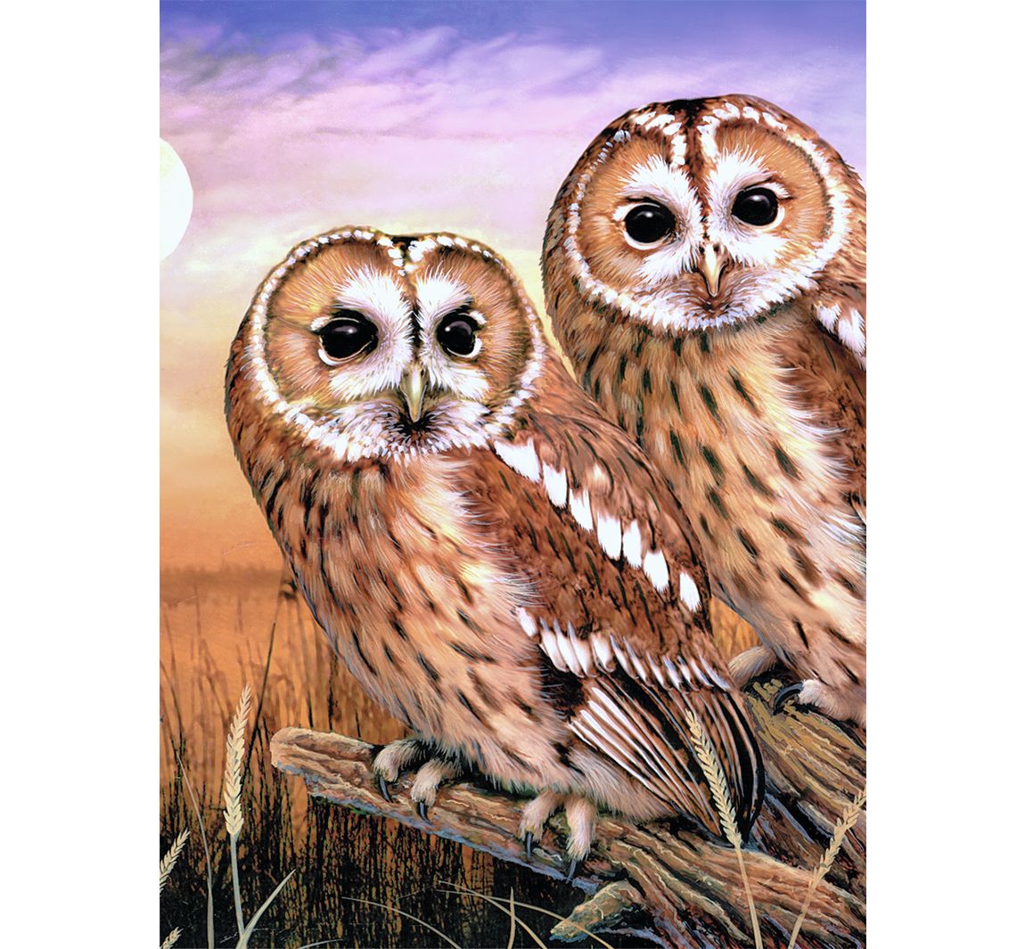 Malen nach Zahlen 'Tawny Owls', 22 x 30 cm