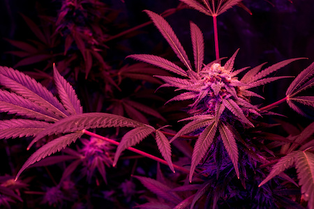 Growbox Rechnungskauf